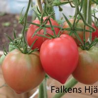 Orlinnoje Serdze (Falkens hjärta)